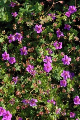 Geranium sanguineum 'Dilys'