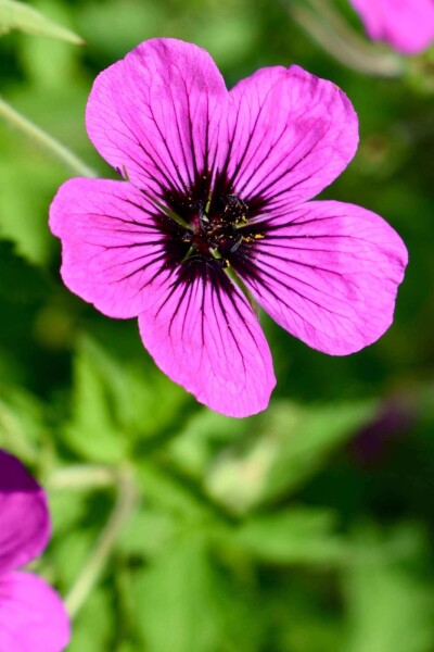 Geranium psilostemon 'Dragon Heart'