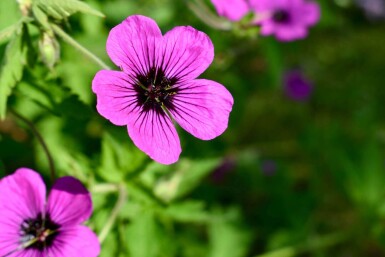 Geranium psilostemon 'Dragon Heart'