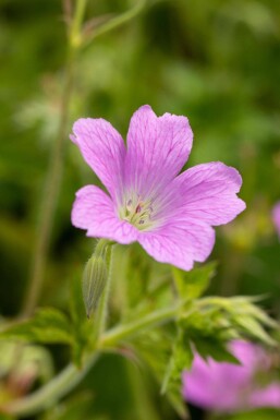 Geranium oxonianum 'Claridge Druce'