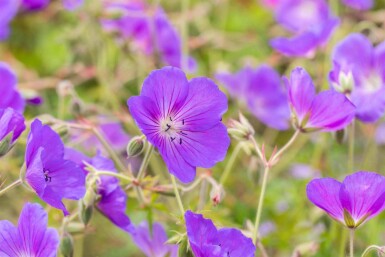 Geranium pratense 'Orion
