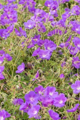 Geranium pratense 'Orion