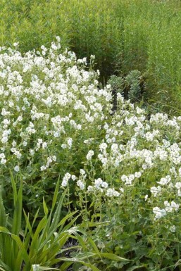 Geranium phaeum 'Album'