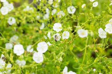 Geranium phaeum 'Album'