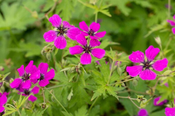 Geranium psilostemon