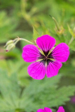 Geranium psilostemon