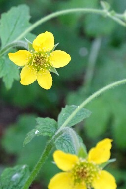 Geum urbanum