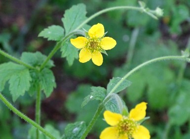 Geum urbanum
