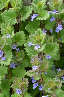 Glechoma hederacea