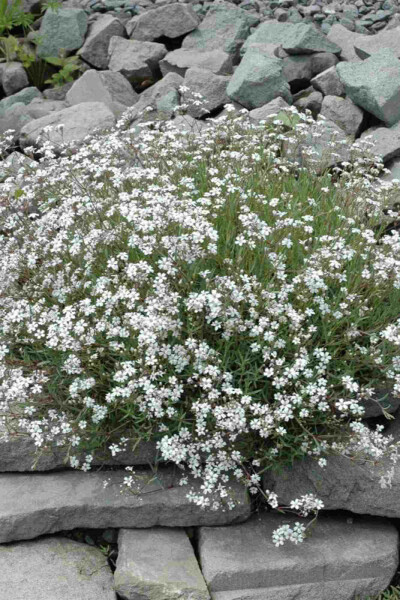 Gypsophila paniculata