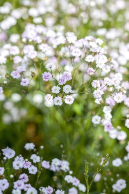 Gypsophila paniculata