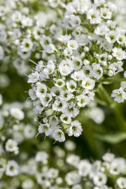 Gypsophila paniculata
