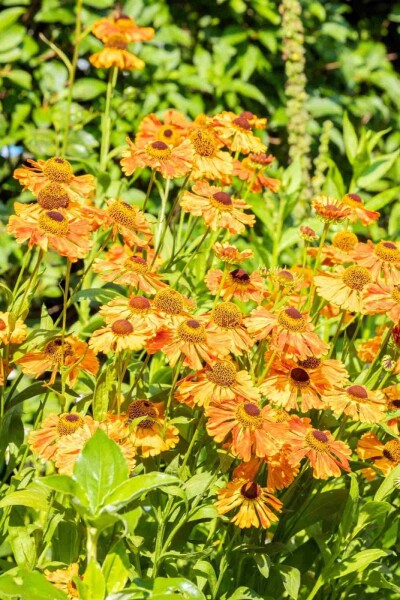Helenium 'Rauchtopas'