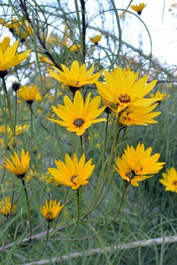 Helianthus salicifolius