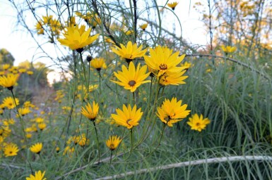 Helianthus salicifolius