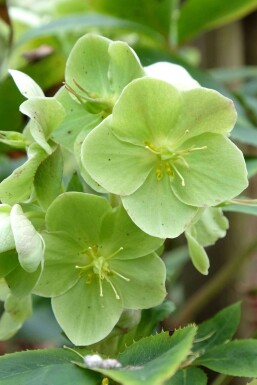Helleborus sternii