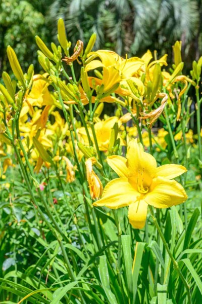 Hemerocallis flava