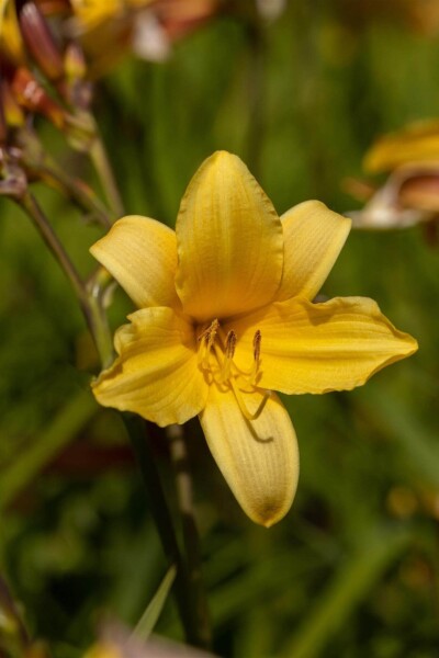 Hemerocallis middendorffii