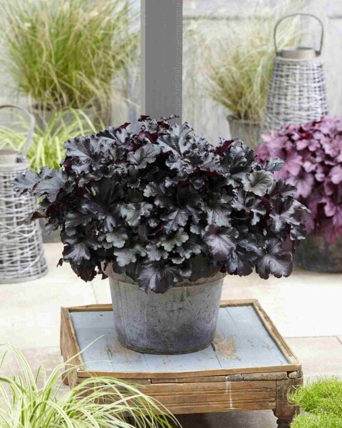 Heuchera micrantha 'Black Pearl'