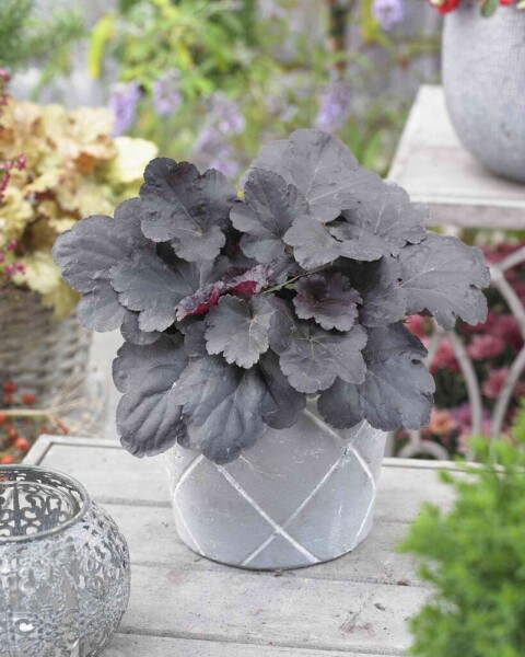 Heuchera micrantha 'Black Sea'