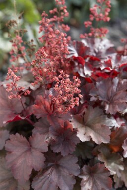 Heuchera micrantha 'Cherry Cola'