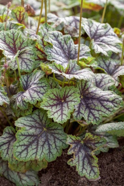 Heuchera americana 'Green Spice'