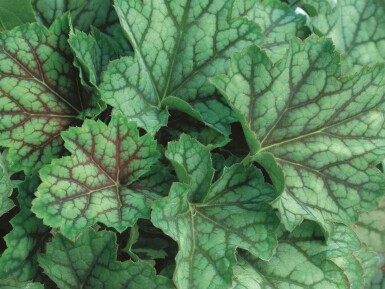 Heuchera americana 'Green Spice'