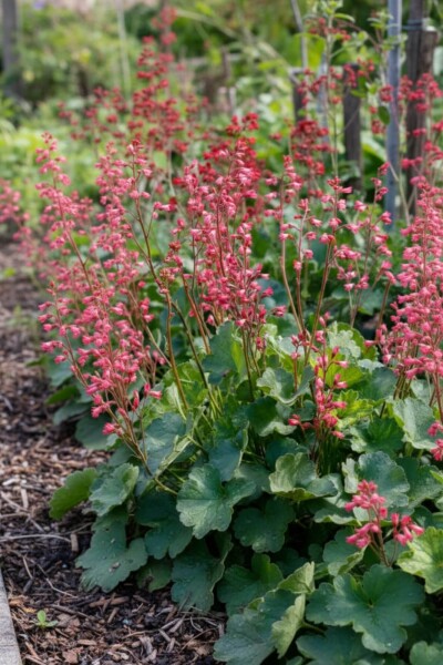 Heuchera brizoides 'Pluie de Feu'
