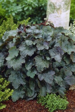 Heuchera micrantha 'Rachel'