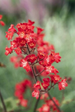 Heuchera sanguinea 'Splendens'