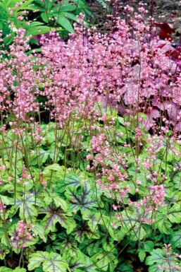 Heucherella 'Tapestry'