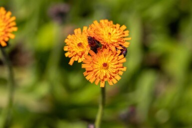 Hieracium aurantiacum