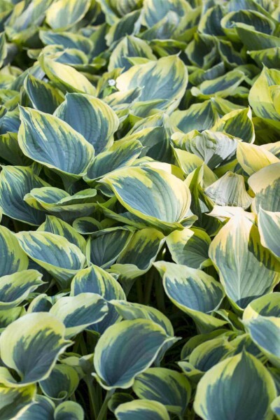 Hosta fortunei 'Aureomarginata'