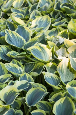 Hosta fortunei 'Aureomarginata'