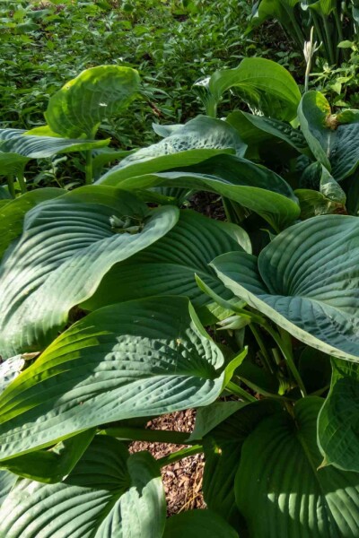 Hosta 'Empress Wu'