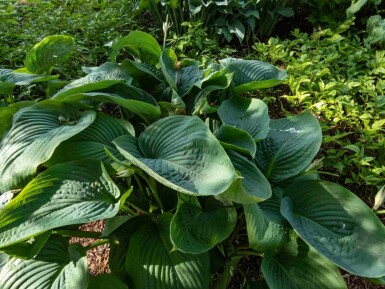 Hosta 'Empress Wu'