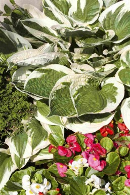 Hosta fortunei 'Patriot'