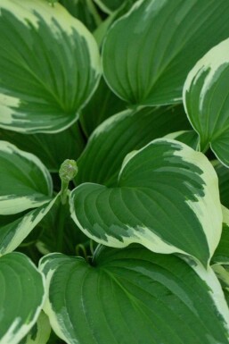 Hosta undulata 'Albomarginata'