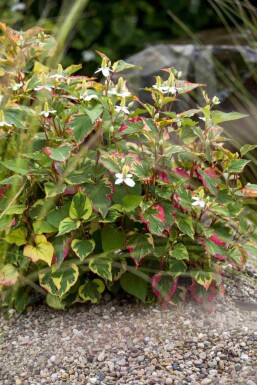 Houttuynia cordata