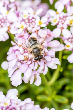 Iberis sempervirens 'Pink Ice'