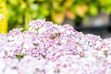 Iberis sempervirens 'Pink Ice'