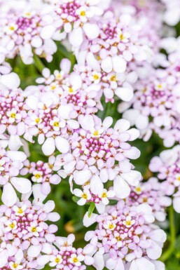 Iberis sempervirens 'Pink Ice'