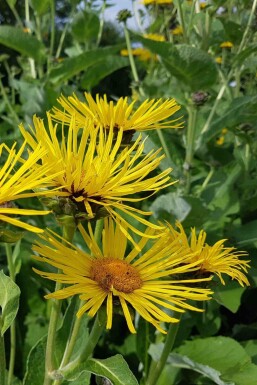 Inula helenium