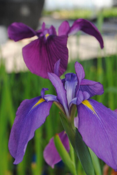 Iris ensata