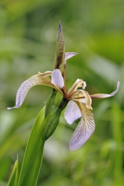 Iris foetidissima