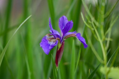 Iris setosa