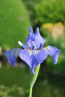 Iris setosa
