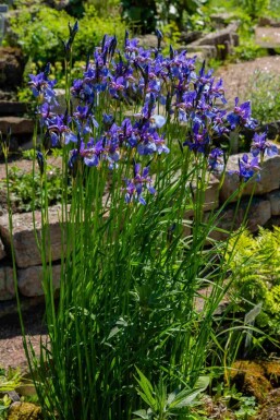 Iris sibirica 'Blue King'