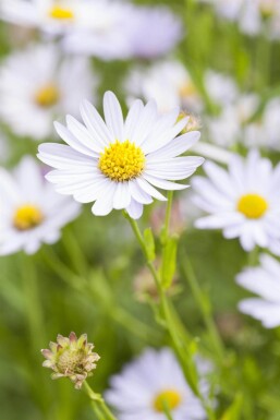 Kalimeris incisa 'Charlotte'