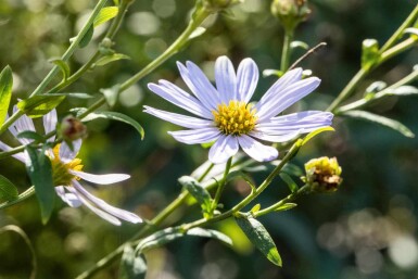 Kalimeris incisa 'Charlotte'